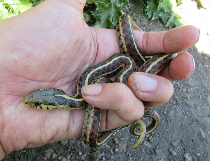 Coast Garter Snake